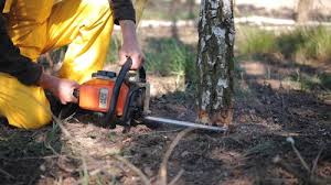 How Our Tree Care Process Works  in  Lakehills, TX